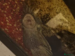 Plecos fish Fish - Advert 1