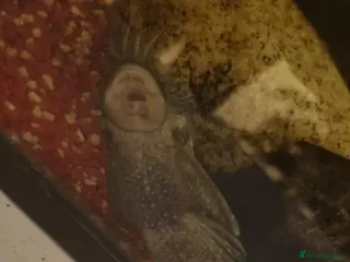 Plecos fish Fish - Advert 7