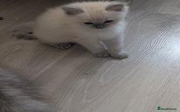 Ragdoll cats for sale: Kitty Ragdoll  - Image 7