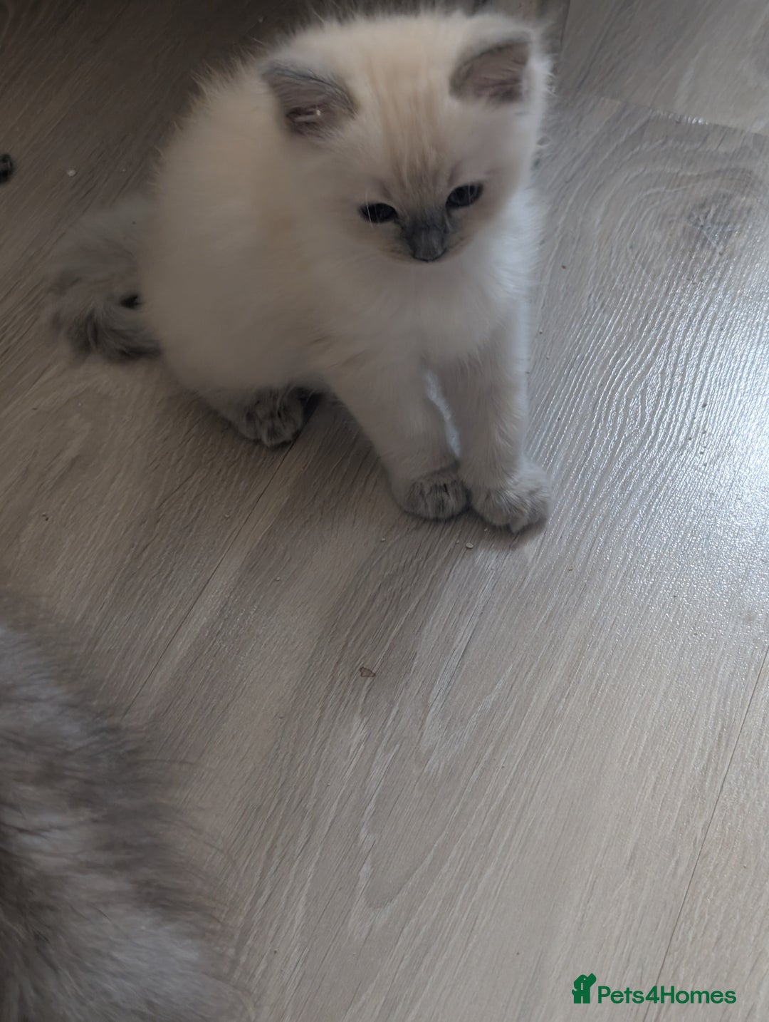 Ragdoll cats for sale: Kitty Ragdoll  - Image 7