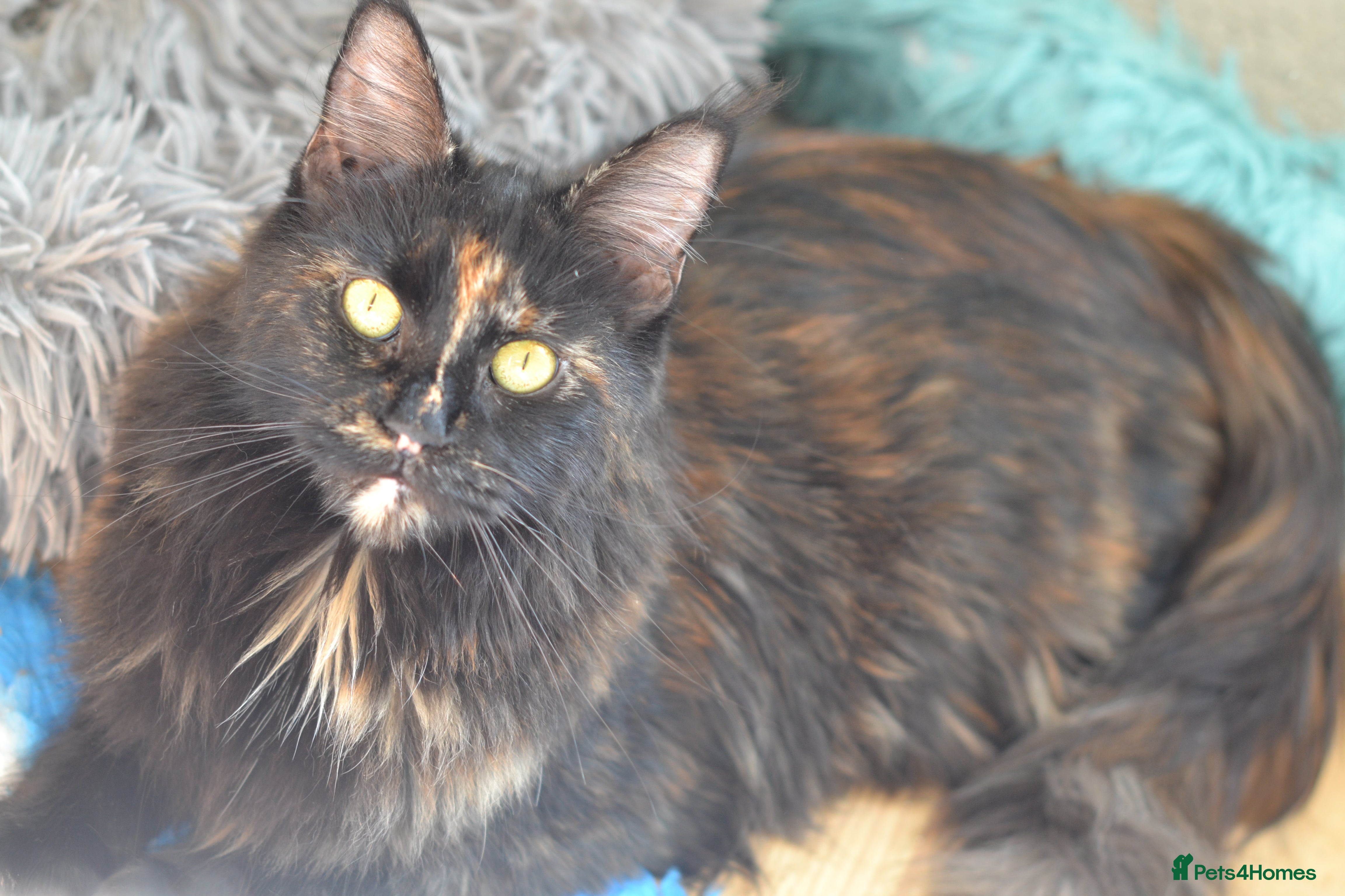 Maine Coon cats Tica registered Maine Coon kittens for reservation - Advert 2