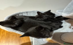 Mixed Breed cats for sale: 4 black shorthair kittens  - Image 2