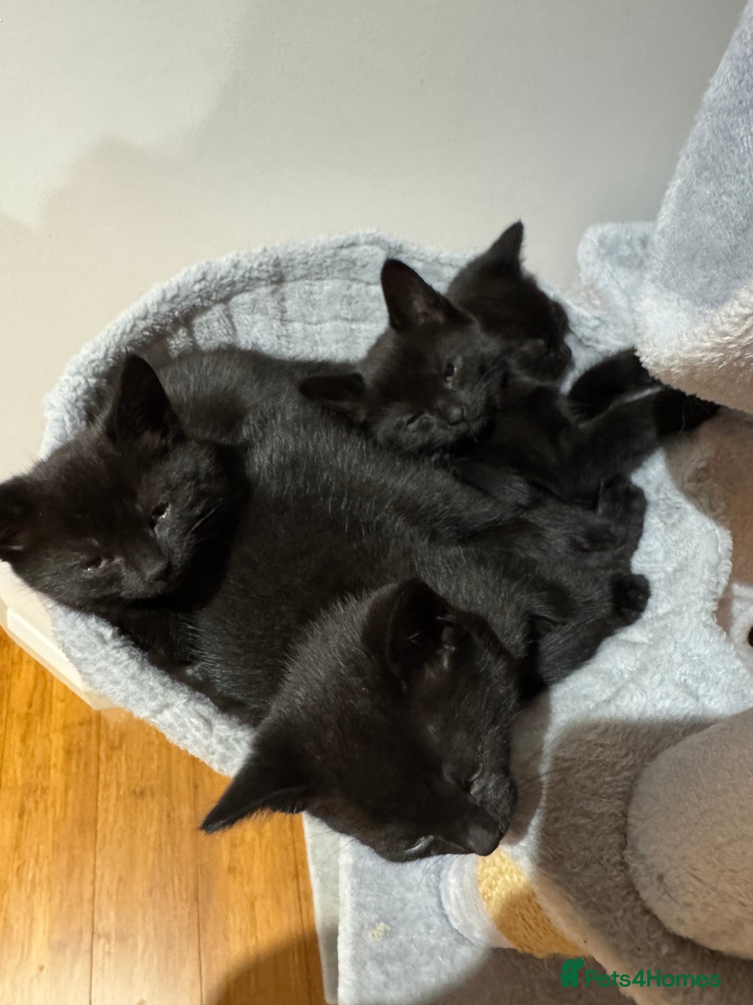 Mixed Breed cats for sale: 4 black shorthair kittens  - Image 2