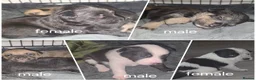 Mixed Breed dogs for sale: 5 collie x whippet puppies  - Advert 7