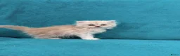 Persian cats for sale: ❤️ Stunning White & Ginger Persian Kittens ❤️ - Advert 7