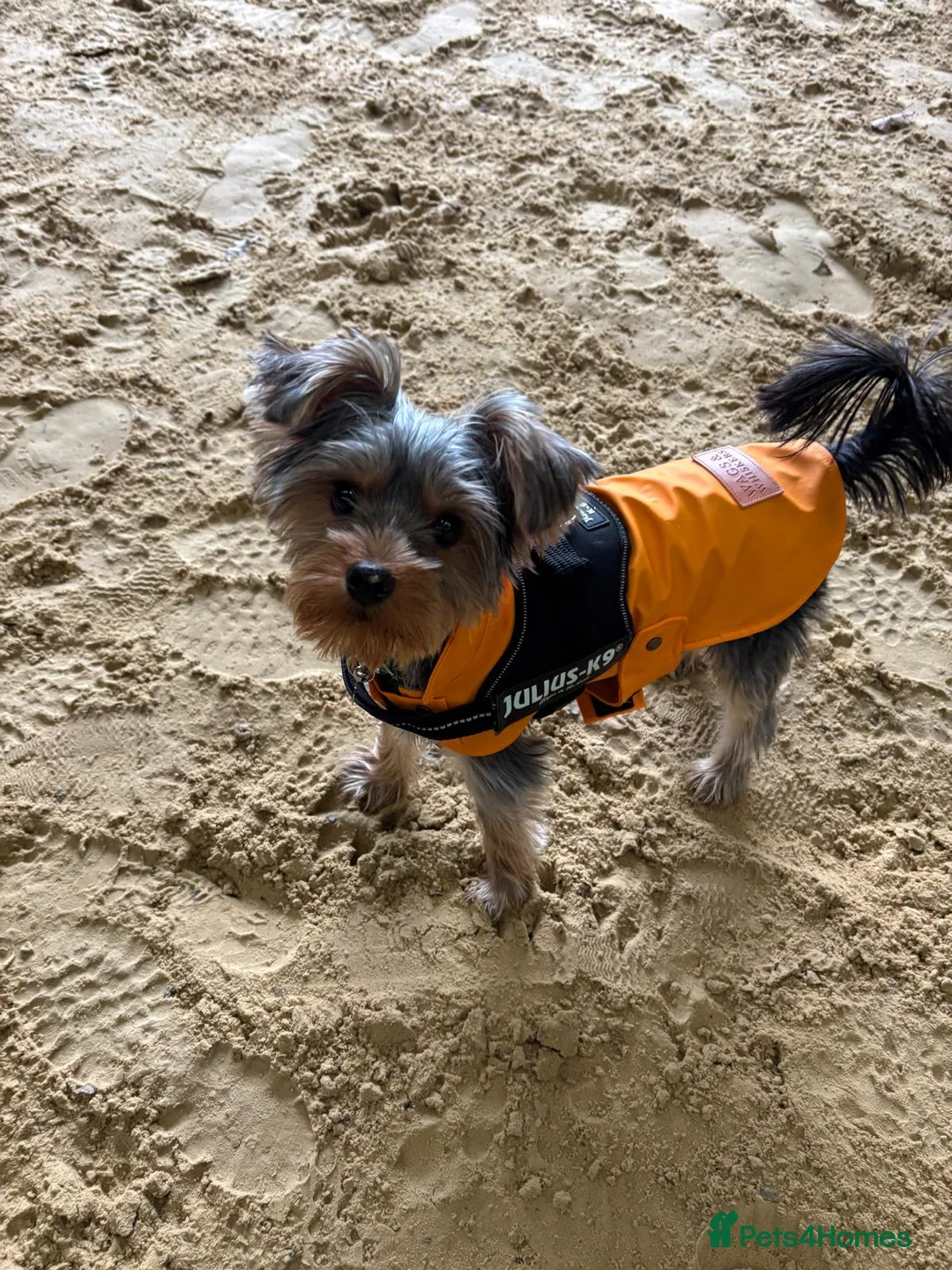 Yorkshire Terrier dogs for adoption: Teddy - Advert 2