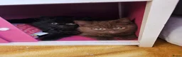 British Longhair cats for sale: Beautiful British Shorthair & Longhair Kittens 🐾 - Advert 4