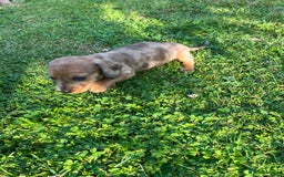 Dachshund dogs for sale: Gorgeous dachshund puppies - Image 7