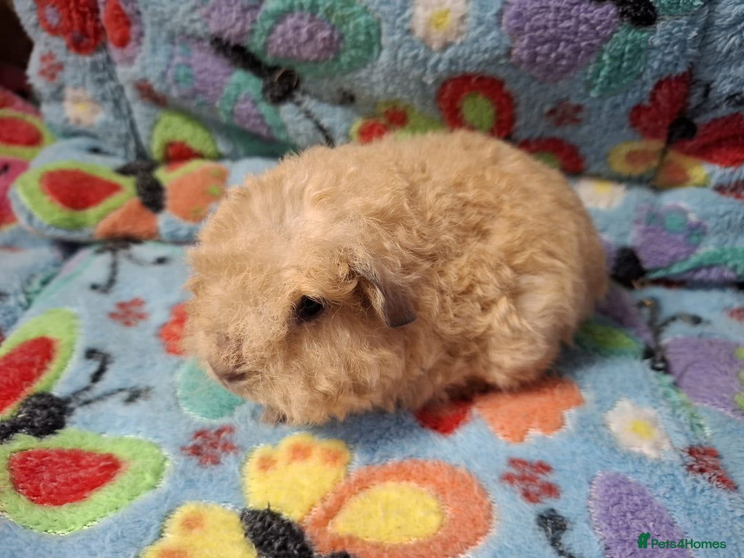 Guinea Pig rodents for sale: Baby Longhaired Brothers/Teddies Available RTR - Image 19