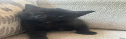 Mixed Breed cats for sale: 3 beautiful fur babies - Advert 7