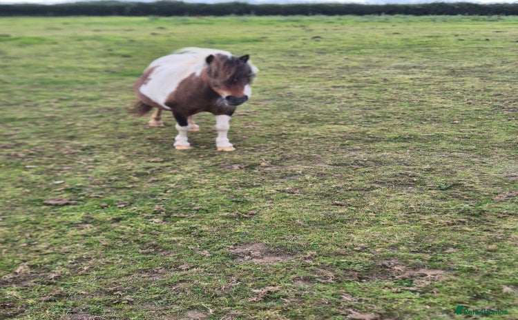 Shetland pony horses in Launceston - Advert 10