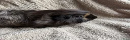 Guinea Pig rodents for sale: Neutered male bonded males  in Chesterfield - Advert 5