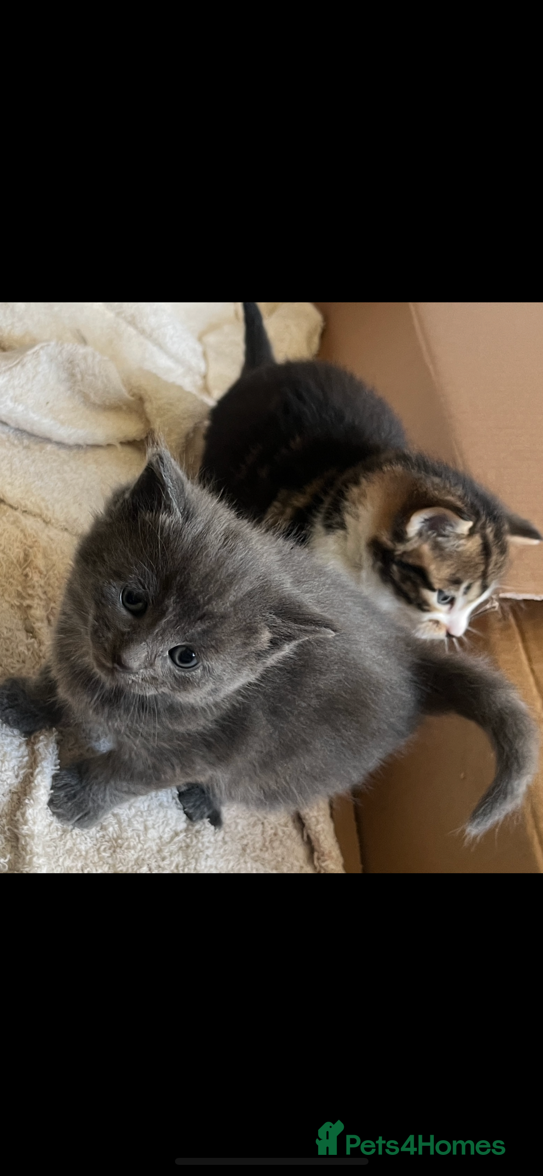 British Shorthair cats for sale: British shorthair x kittens for sale - Advert 5