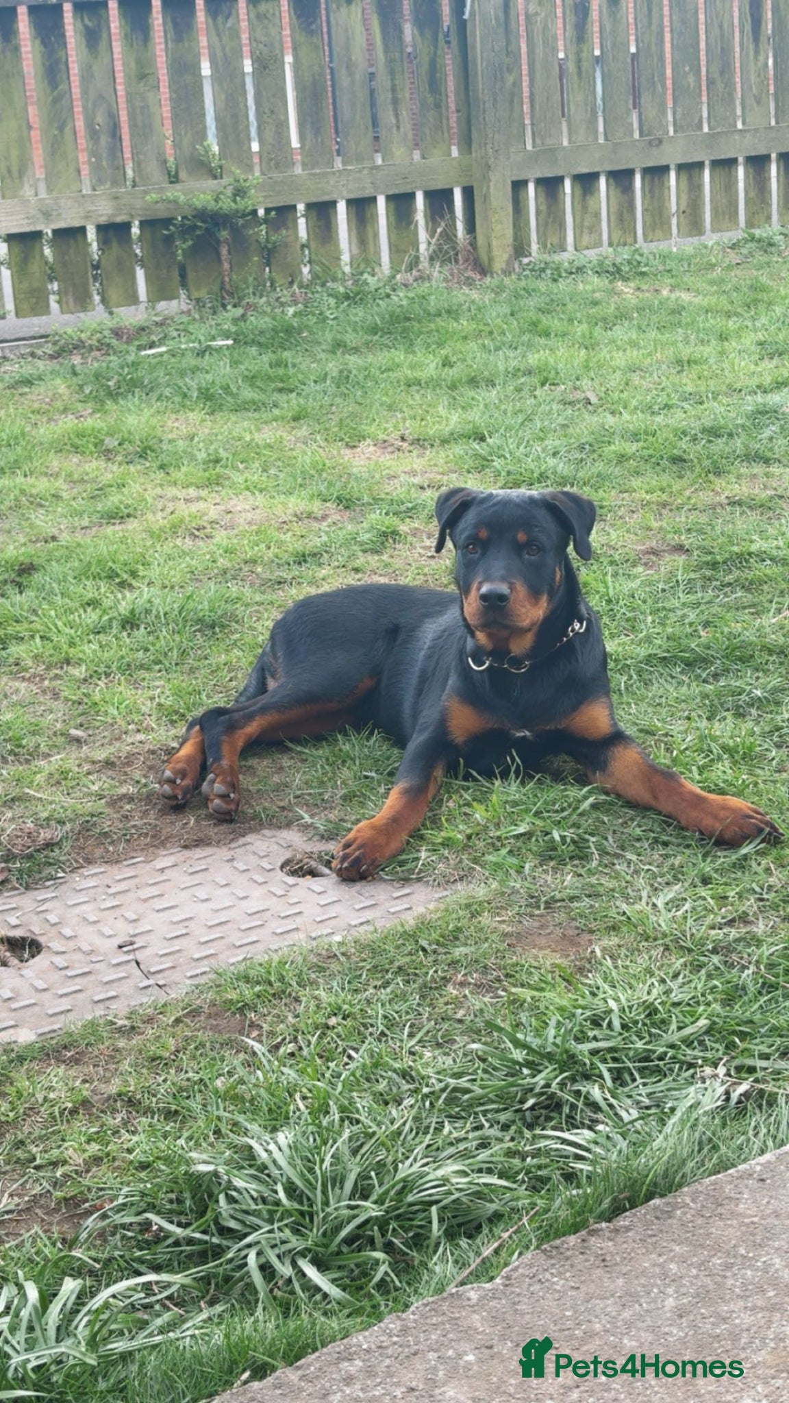 Rottweiler dogs Male Rottweiler 6 months old in may - Advert 18
