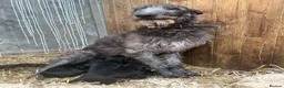 Deerhound dogs for sale: Deerhound puppies  - Advert 3