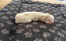 Cocker Spaniel dogs for sale: 2 Gorgeous male White+Lemon Cocker Spaniel Puppies - Image 13