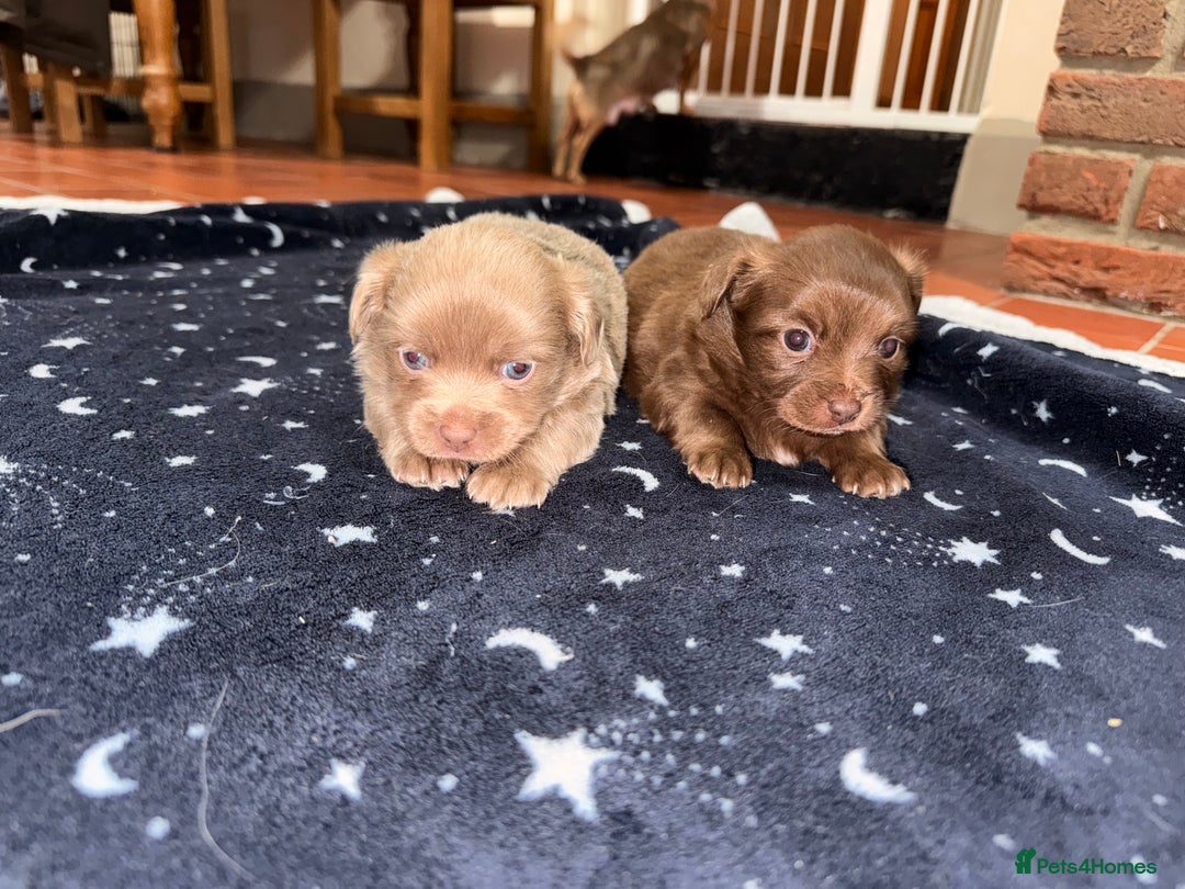 Mixed Breed dogs for sale: Outstanding chihuahua x miniature JRT puppies - Advert 1