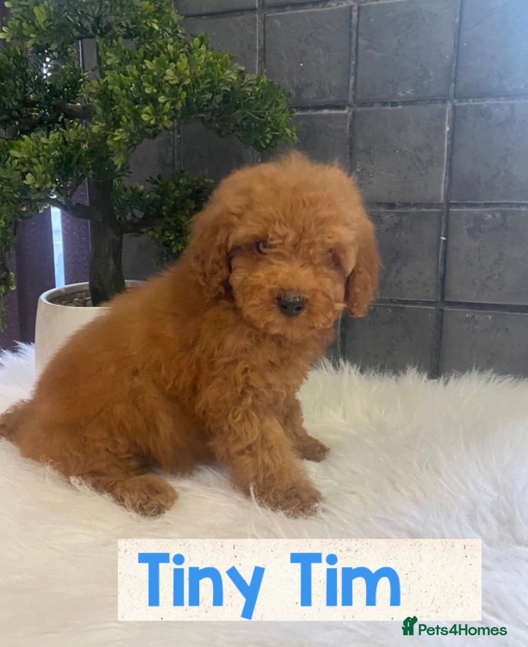 Miniature Poodle dogs for sale: Gorgeous Red Minature Poodles Puppies  - Image 16