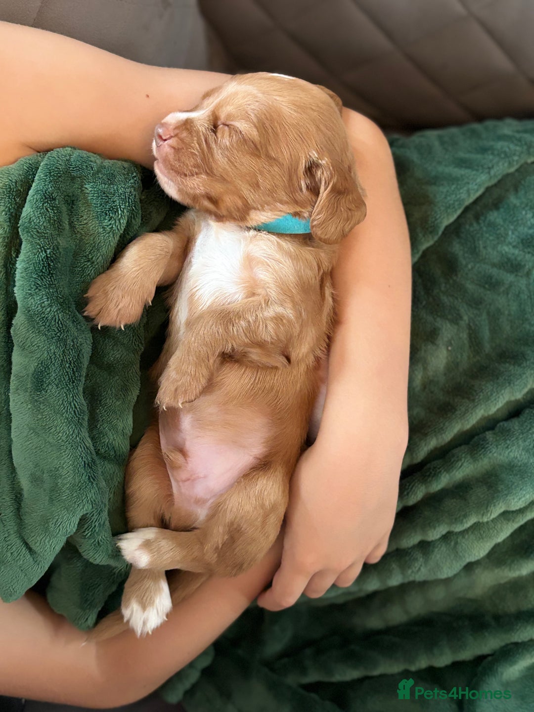 Cocker Spaniel dogs for sale: Cocker spaniel (working cocker spaniel)   - Image 9