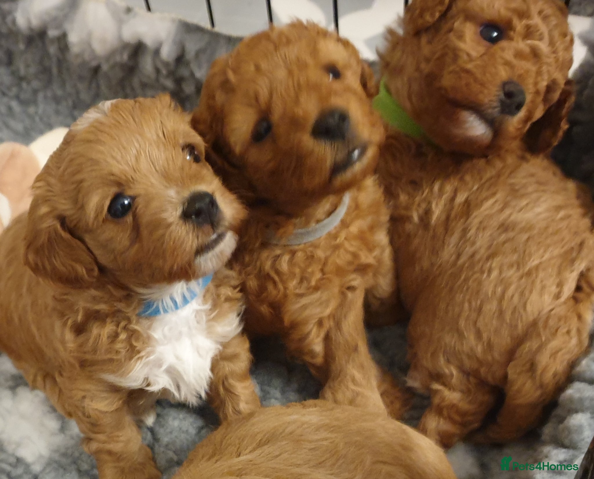 Mixed Breed dogs Cotonoodle/Cotonpoo F1b health tested parents - Advert 4