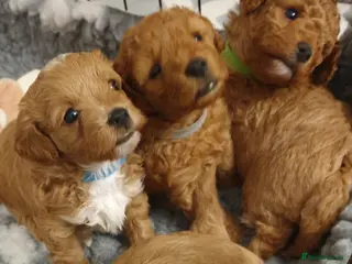 Mixed Breed dogs Cotonoodle/Cotonpoo F1b health tested parents - Advert 4