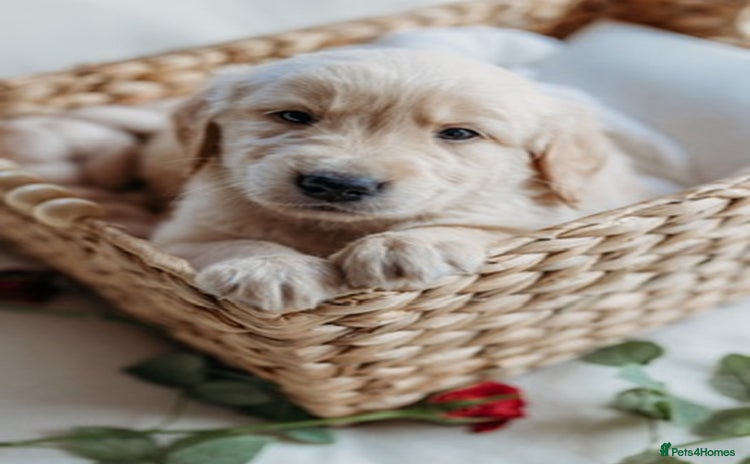 Golden Retriever dogs - Advert 4