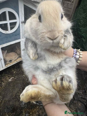 French Lop rabbits - Advert 3