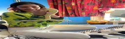 Python Snake reptiles for sale: Albino Python Snake in Egham - Advert 8