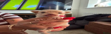 Chihuahua 1 BUTTON