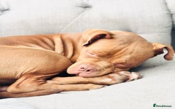 Mixed Breed dogs for sale: Hi, I’m Benson.  in Manchester - Image 1