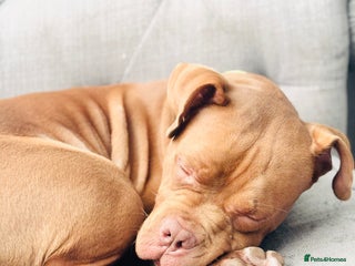 Mixed Breed dogs in Manchester - Advert 4