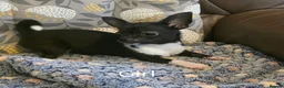 Chihuahua dogs for sale: Gorgeous Kc reg chihuahuas in Blackpool - Advert 13