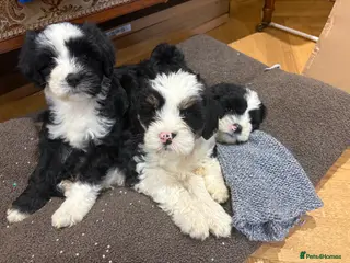 Tibetan Terrier dogs KC fully health tested exceptionally bred Tibetan - Advert 5