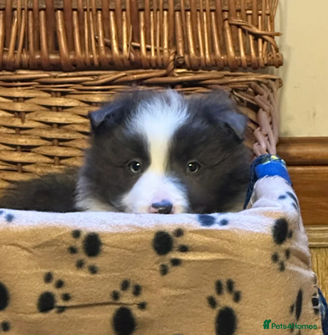 Border Collie dogs for sale: Stunning border collie puppies  - Advert 10