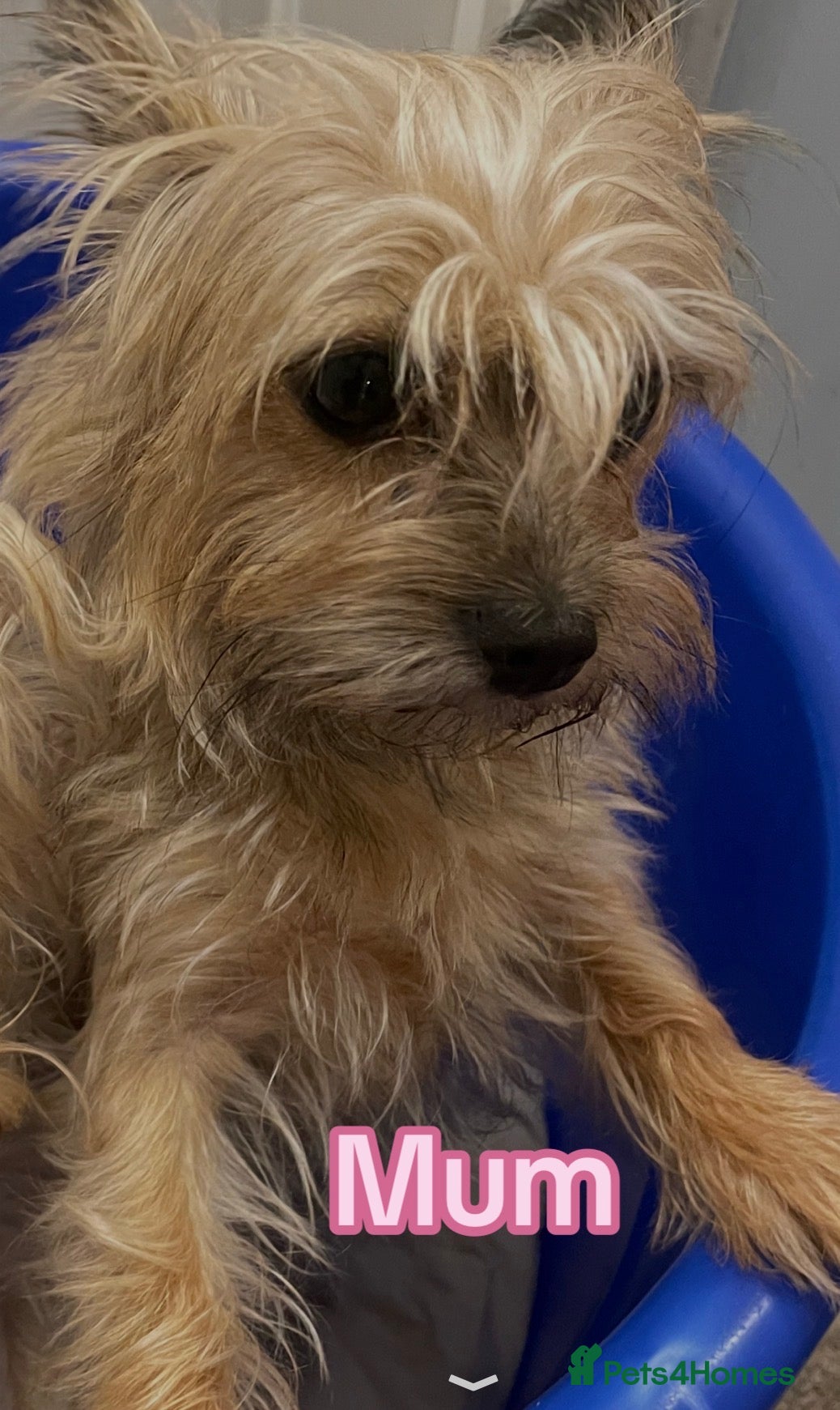 Mixed Breed dogs  **  morkies  - Advert 1