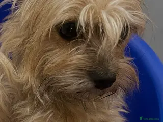 Mixed Breed dogs morkies - Advert 10