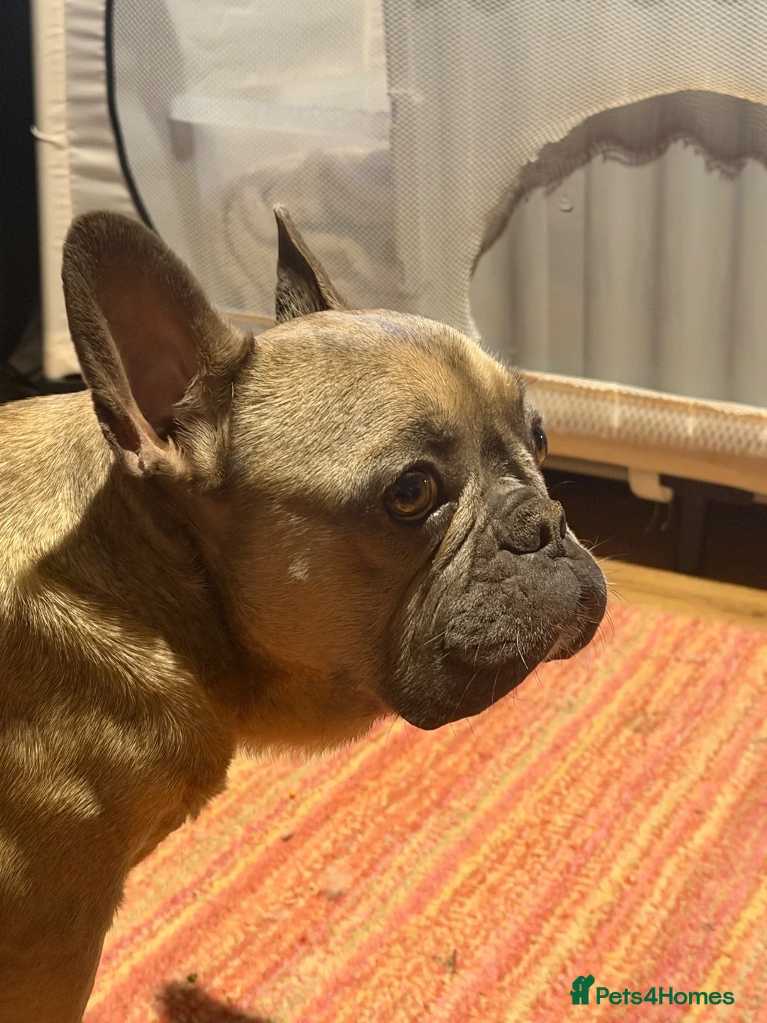 Mixed Breed dogs for sale: Beautiful frusky puppies for sale - Advert 2