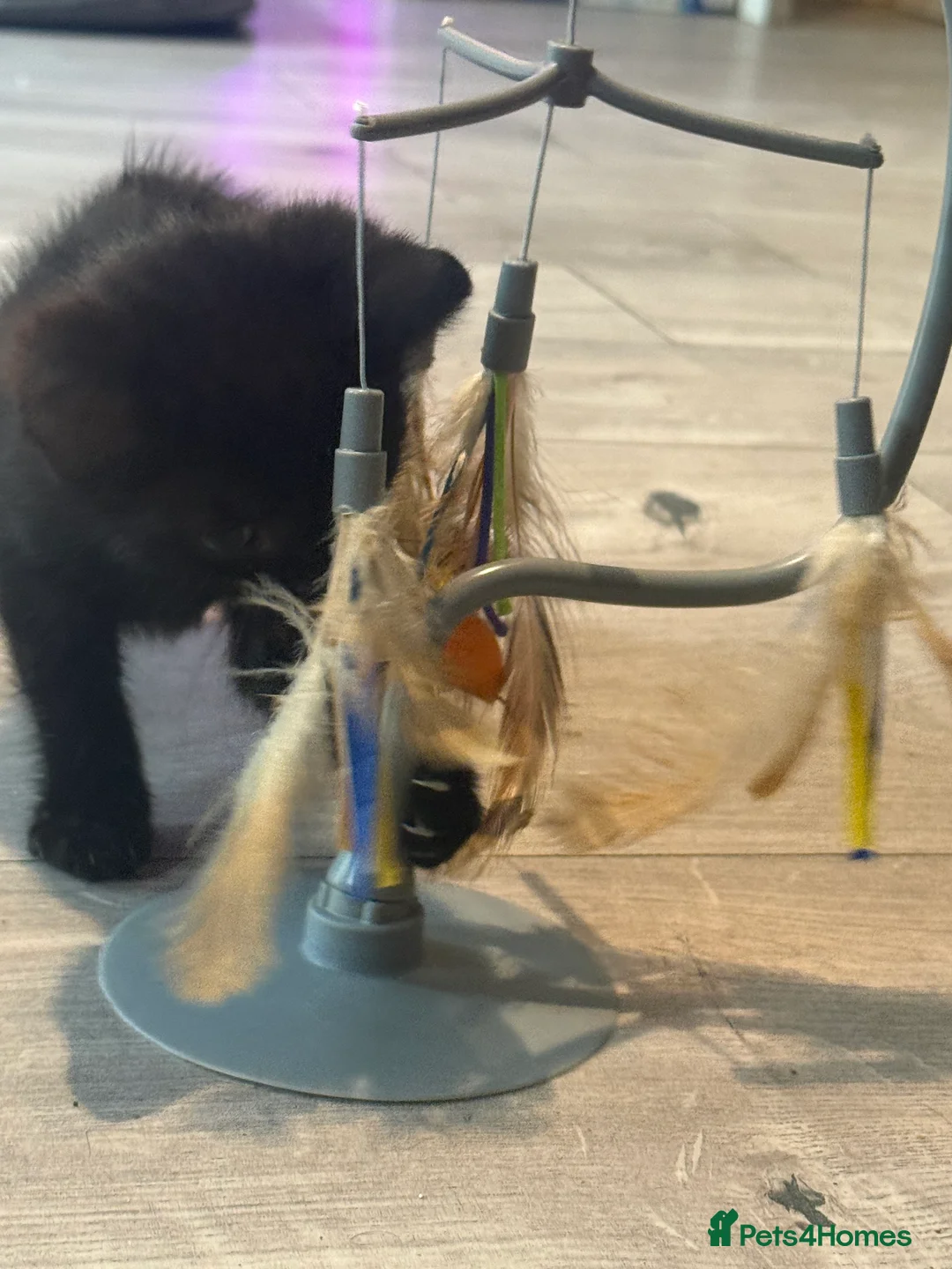 Mixed Breed cats for sale: Beautiful kittens - Advert 11