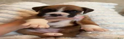 Boxer dogs for stud: Boxer dog for stud  - Advert 7