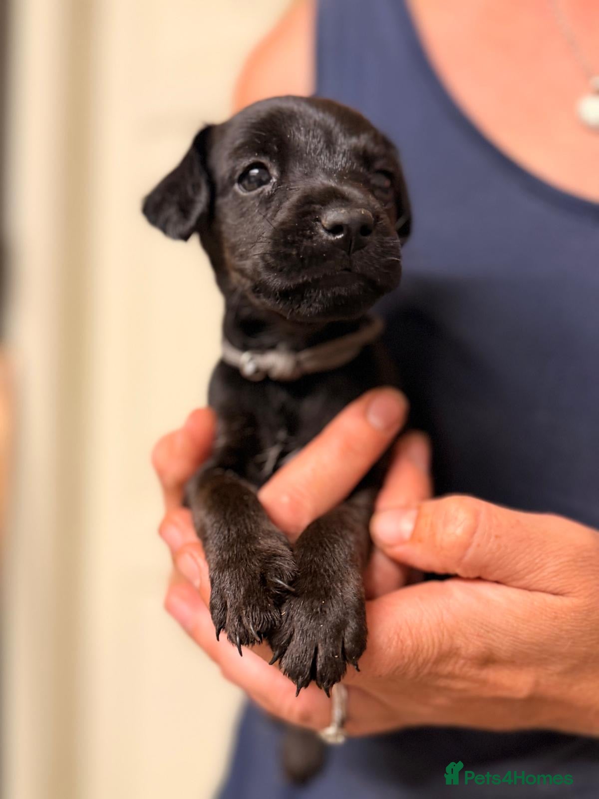 Patterdale Terrier dogs Beautiful Patterdale 1/4 Lakeland puppies  - Advert 2