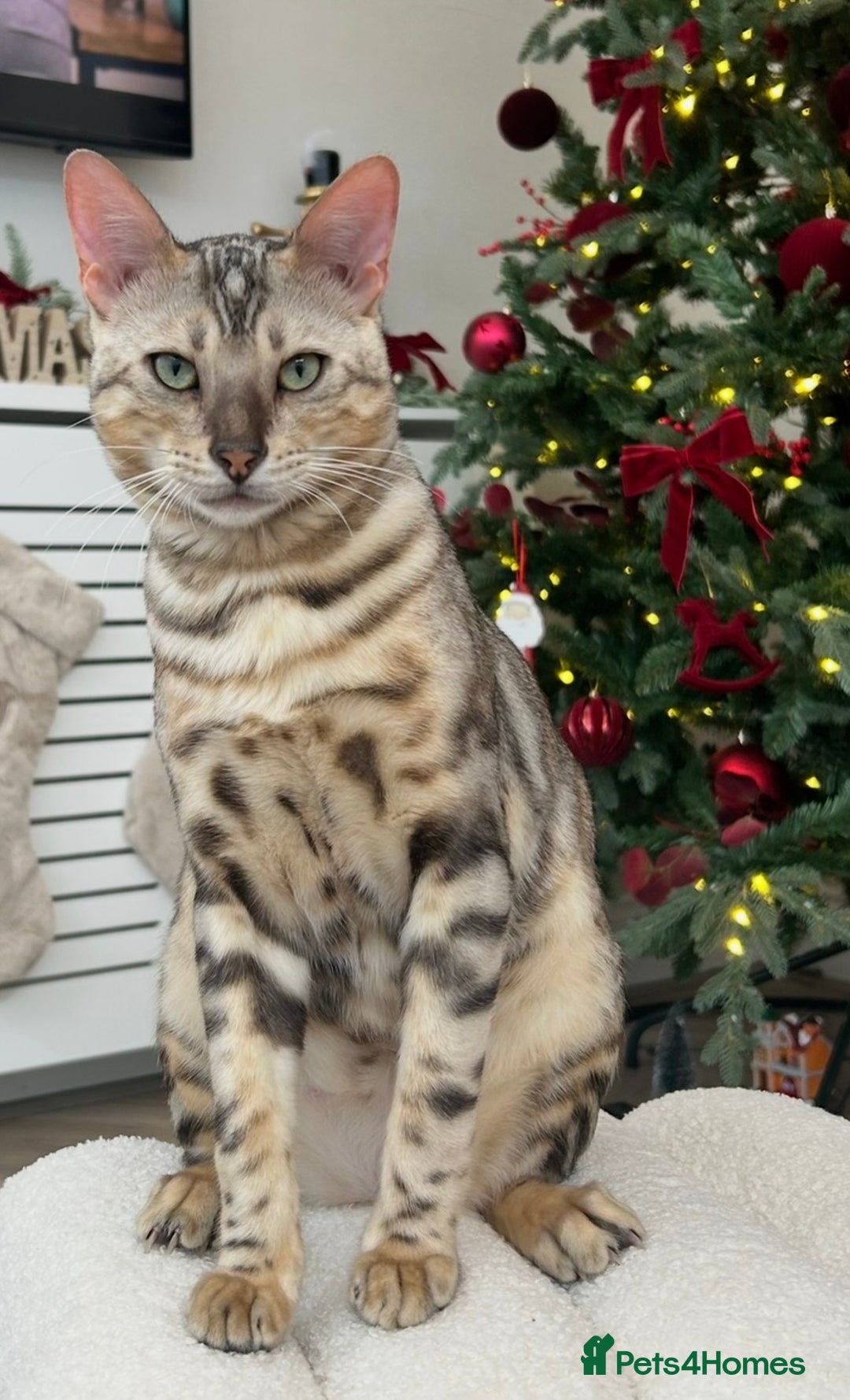 Bengal cats for sale: Expected Litter Bengal Kittens  - Advert 3