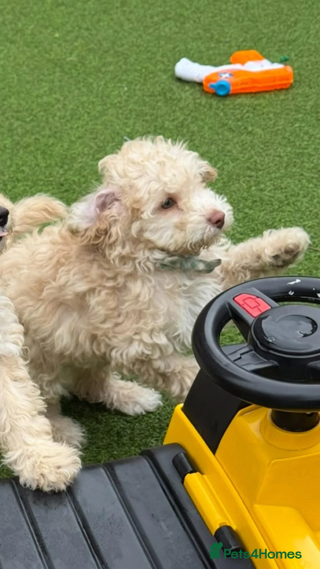 Toy Poodle dogs for sale: male toy poodle (Barney) - Advert 2