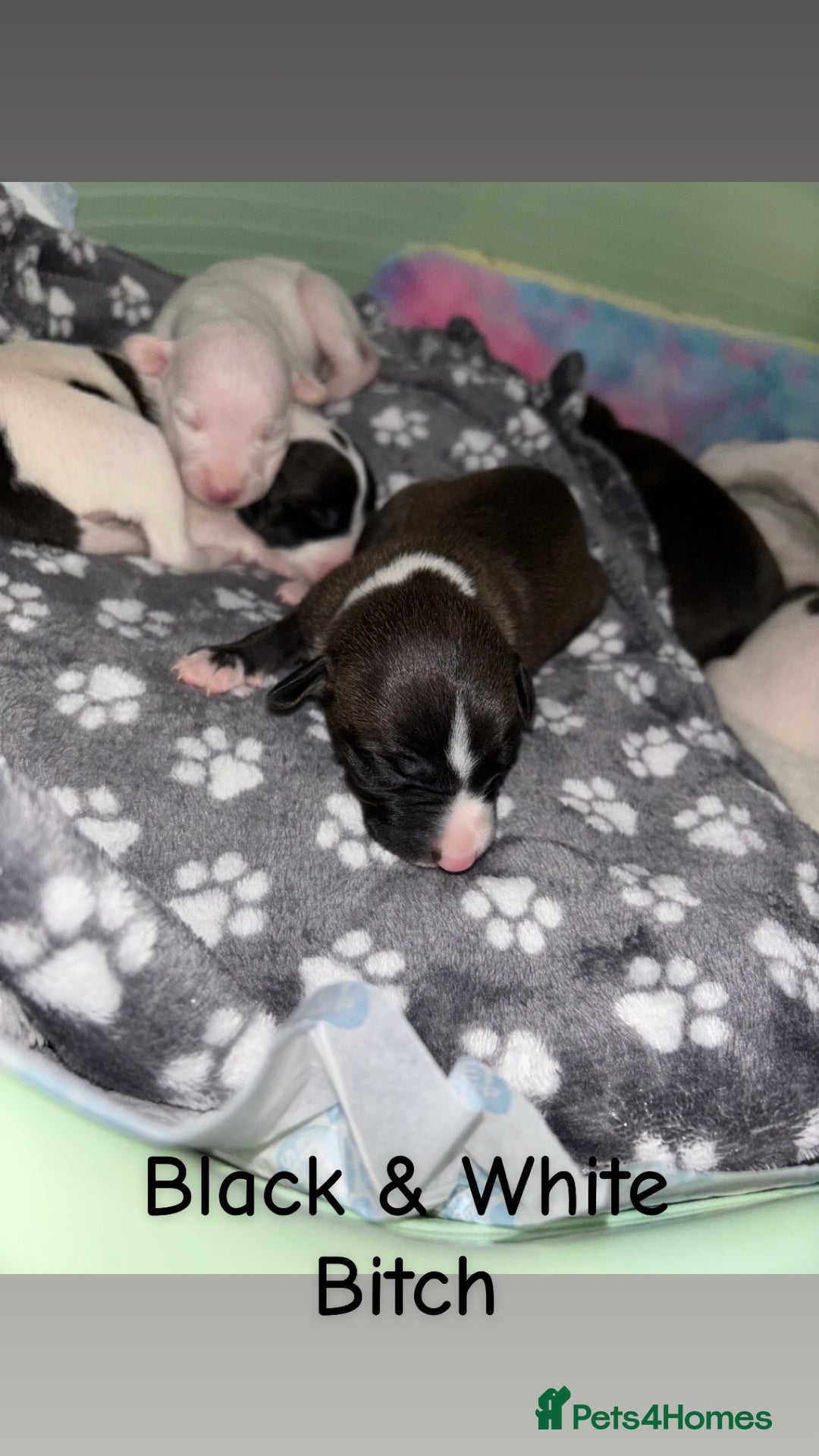 Whippet dogs for sale: KC Whippet Pups for sale  - Advert 7