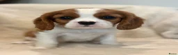 Cavalier King Charles Spaniel dogs for sale: Extensively health tested cavalier pups  - Advert 22