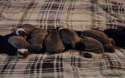 Mixed Breed dogs for sale: Whippet x Italian greyhounds for sale  - Image 9