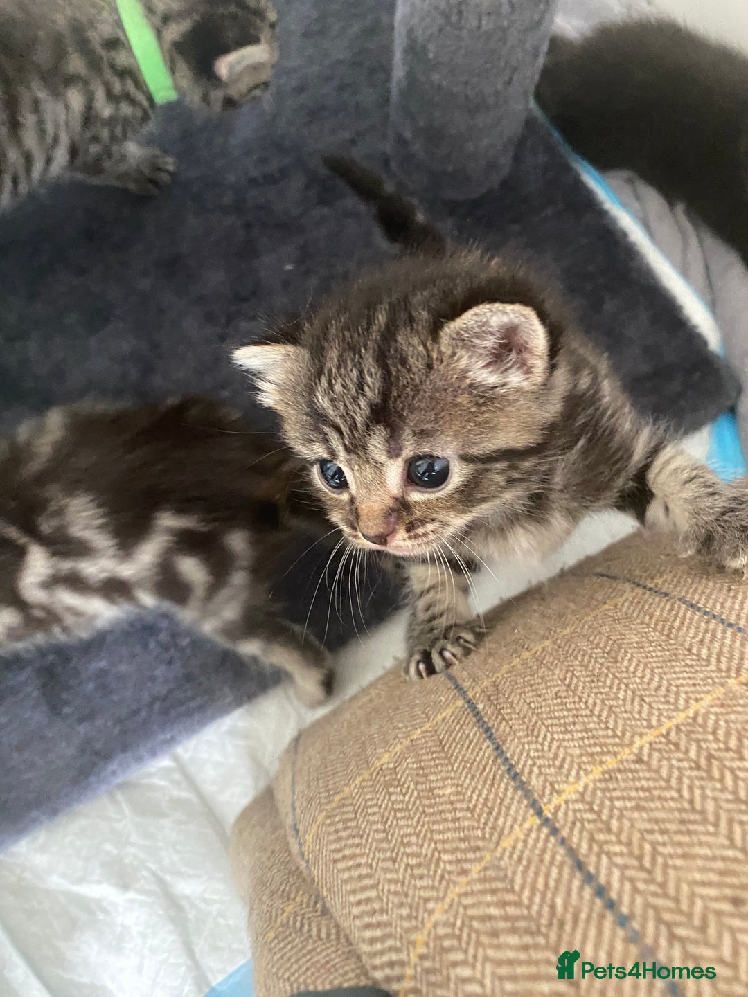 Mixed Breed cats for sale: 2 girl long haired tabby kittens  - Image 9
