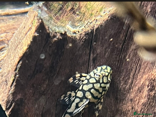Plecos fish L519 Honeycomb Plecos - Advert 1