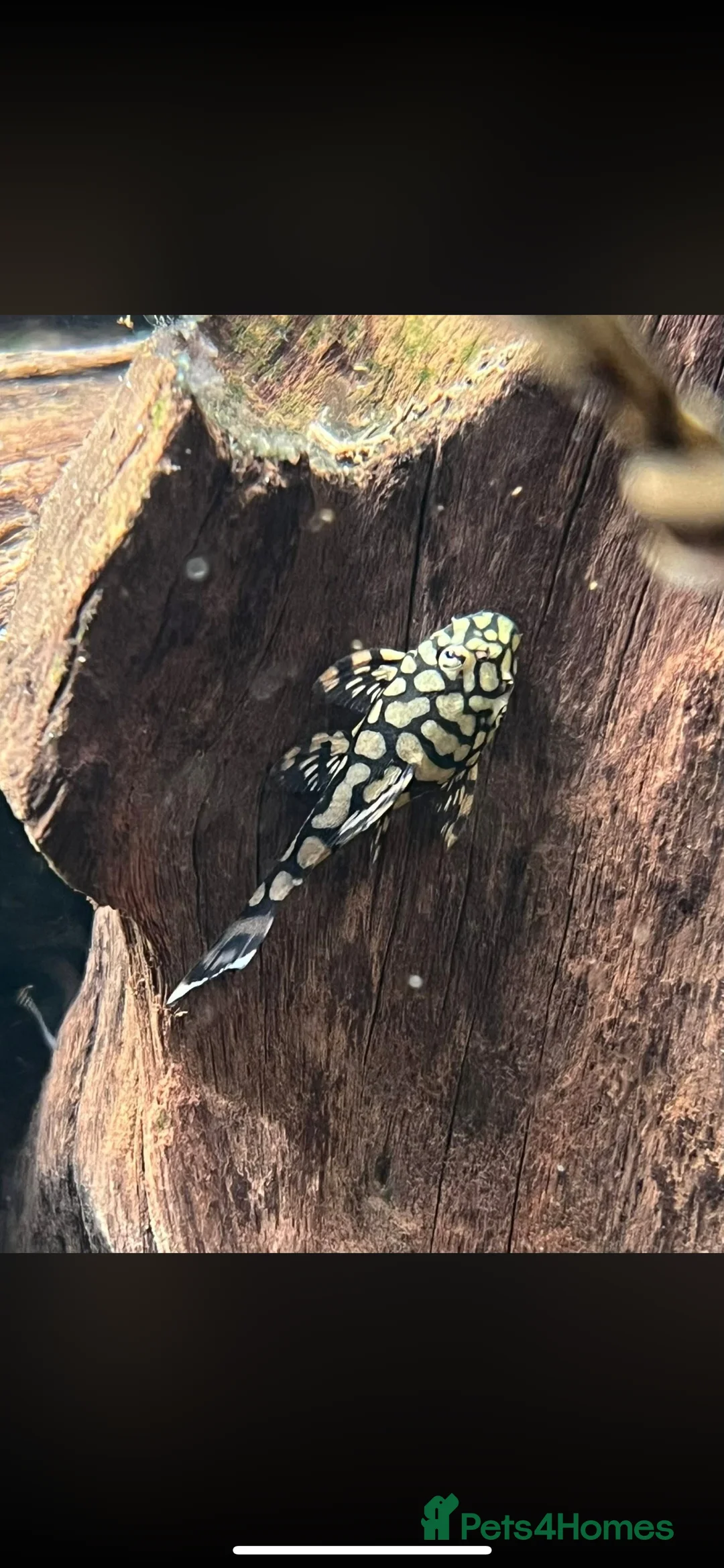 Plecos fish for sale: L519 Honeycomb Plecos  - Advert 1