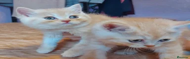 British Shorthair -persian boy 