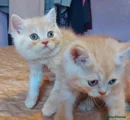 British Shorthair -persian boy